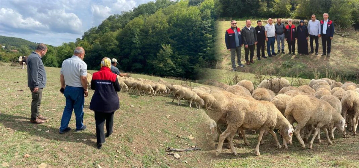 100 K&Uuml;&Ccedil;&Uuml;KBAŞ HAYVAN TESLİM EDİLDİ