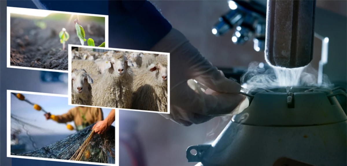 1.1 MİLYAR LİRALIK DESTEKLEME ÖDEMESİ HESAPLARA AKTARILIYOR