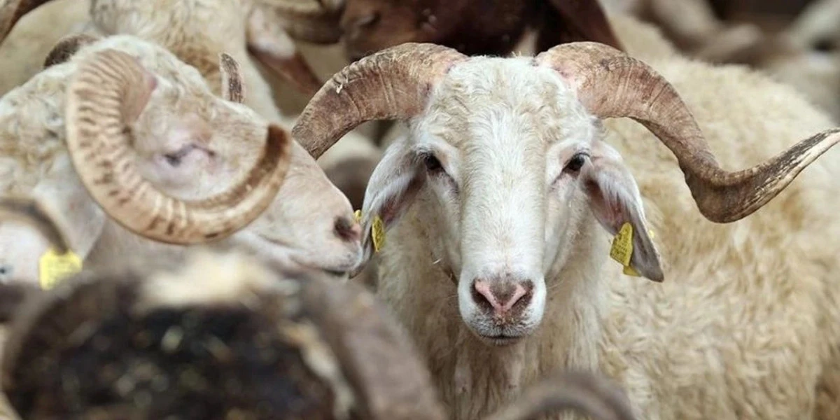 2026 Yılı Vekaletle Kurban Kesim Bedelleri A&ccedil;ıklandı: