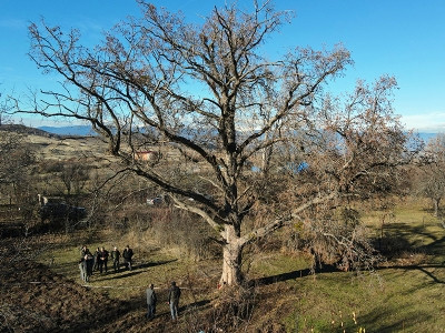 230 yaşında Türk fındığı ağacı bulundu