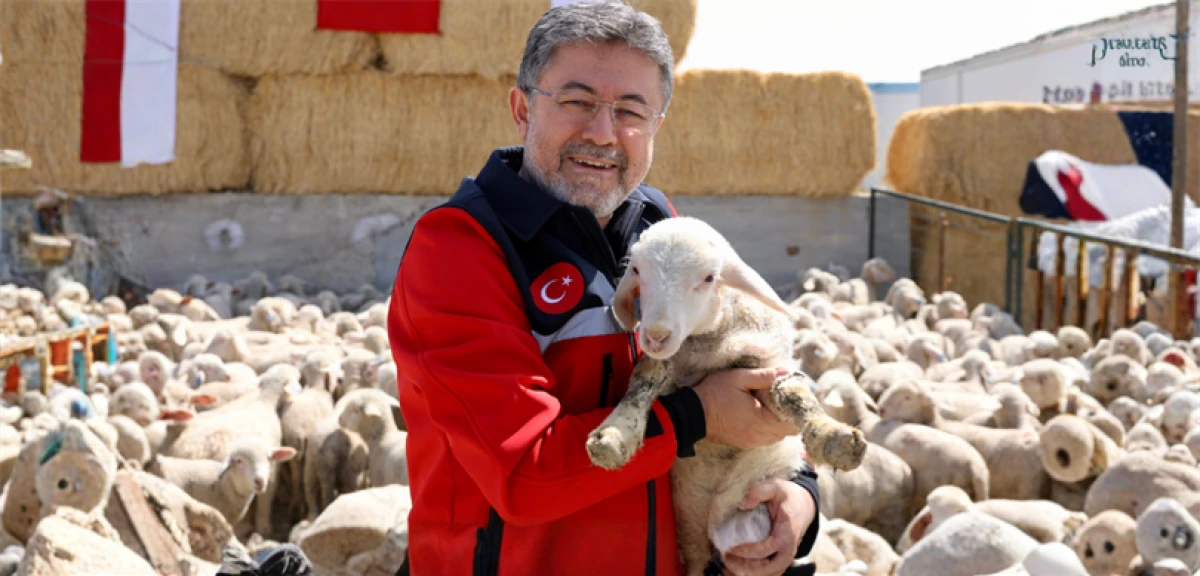 95 dişi, 5 de erkek k&uuml;&ccedil;&uuml;kbaş hayvanı verilecek