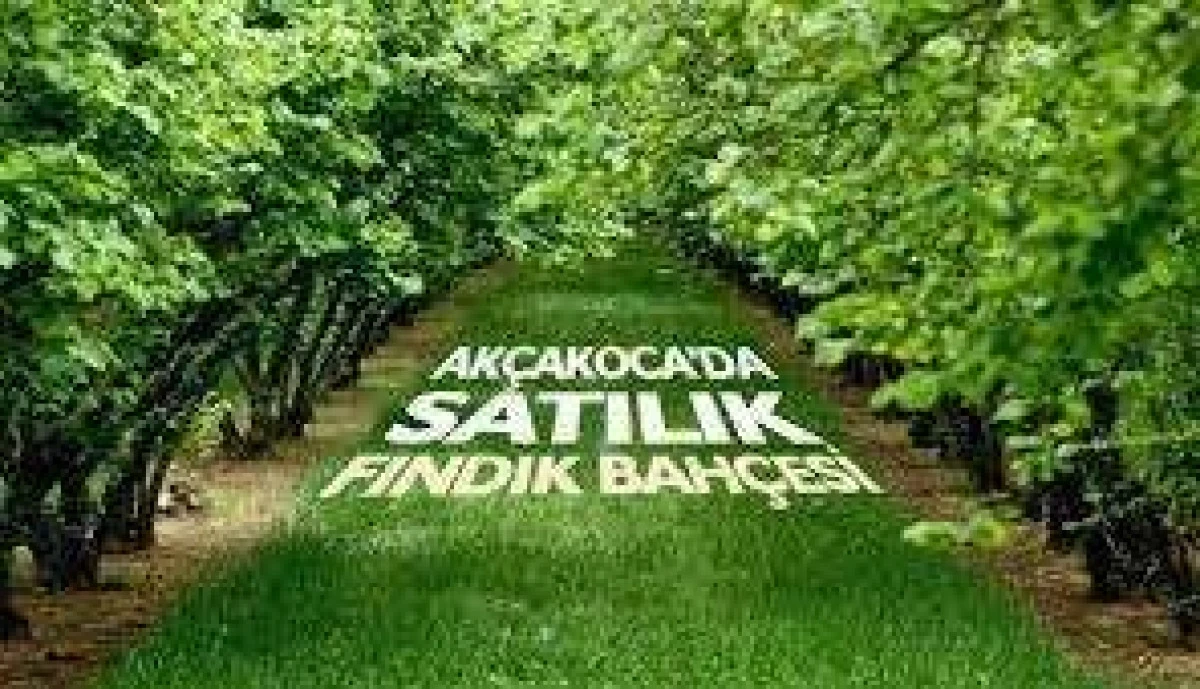 Ak&ccedil;akoca da 10.470m&sup2; fındık bah&ccedil;esi icradan satılacak