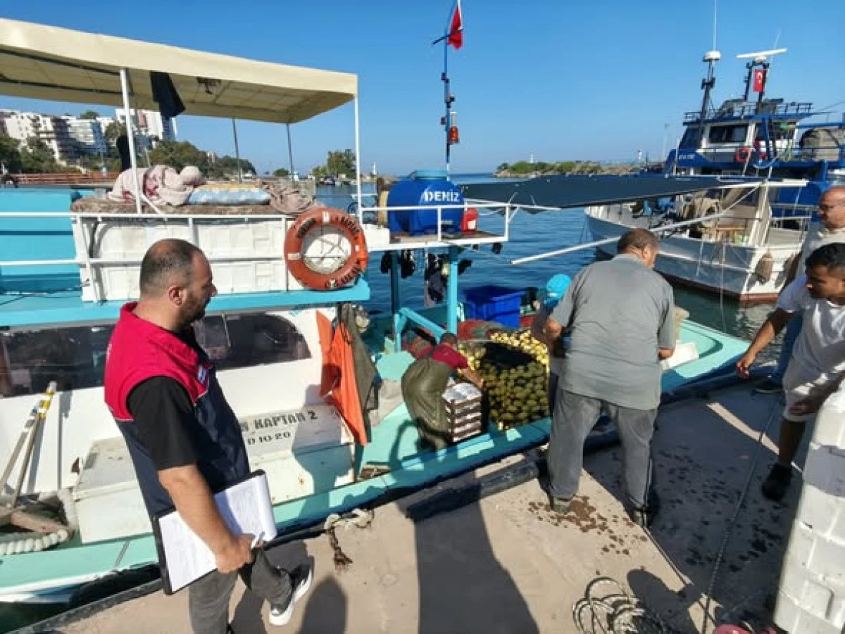 Ak&ccedil;akoca da  Palamut Bolluğu: Denetimler Aralıksız S&uuml;r&uuml;yor