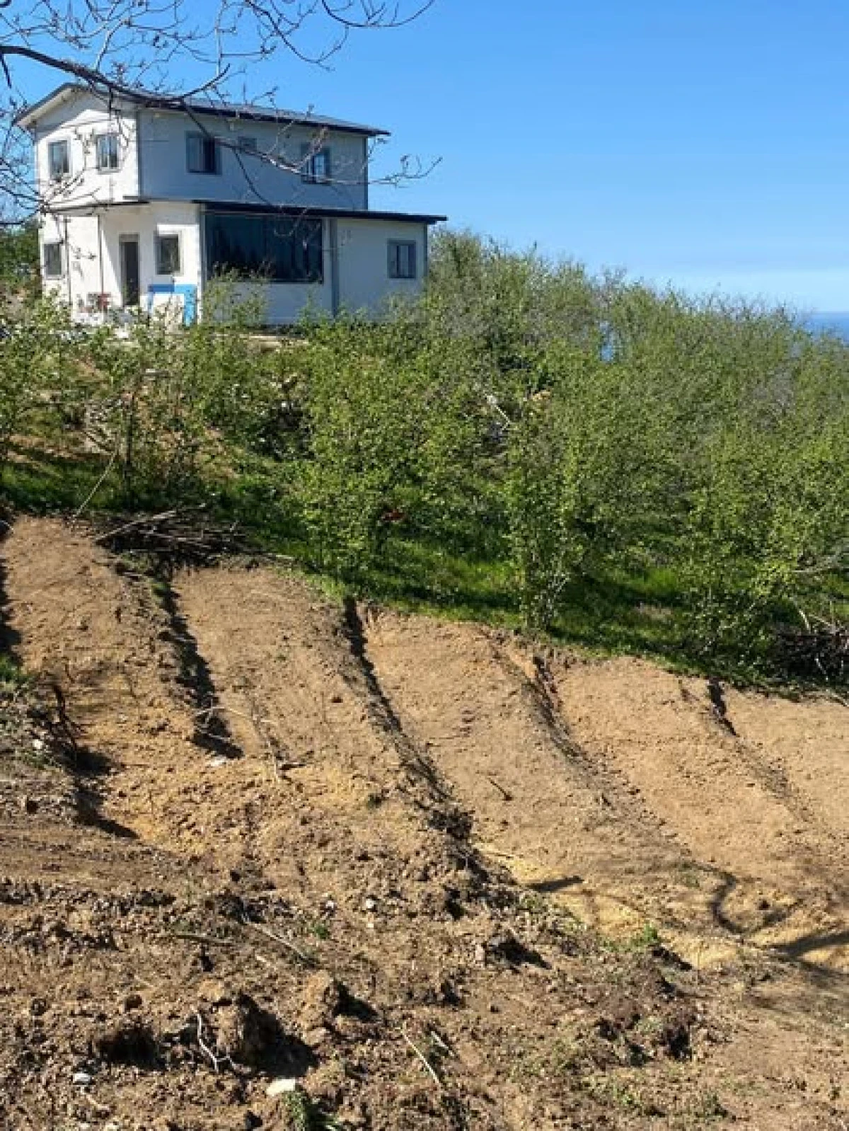 AK&Ccedil;AKOCA DA YABAN MERSİNİ ( BLUEBERRY ) DENEME DİKİMİ BAH&Ccedil;ESİ