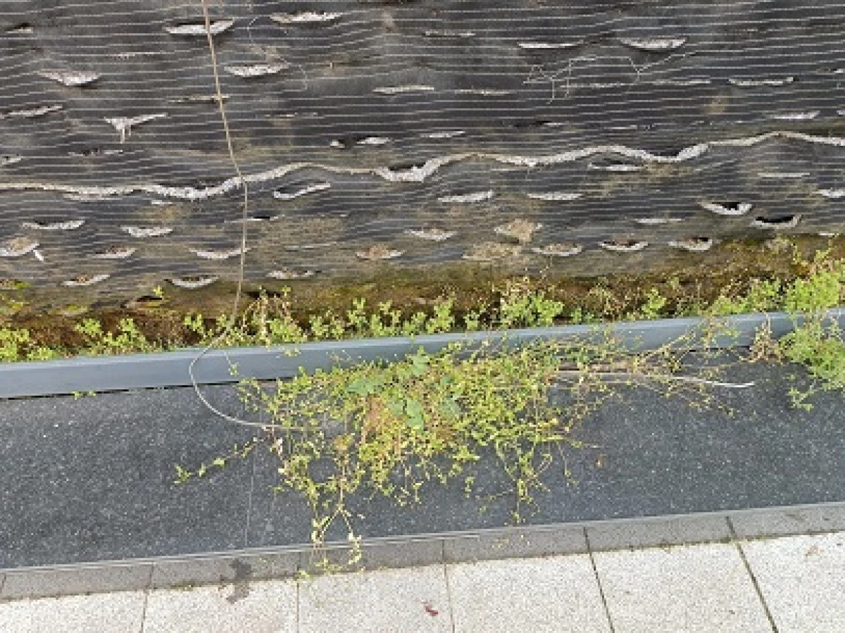 AKÇAKOCA HÜKÜMET KONAĞI ÇEVRESİ REZALETİ BİTMİYOR!