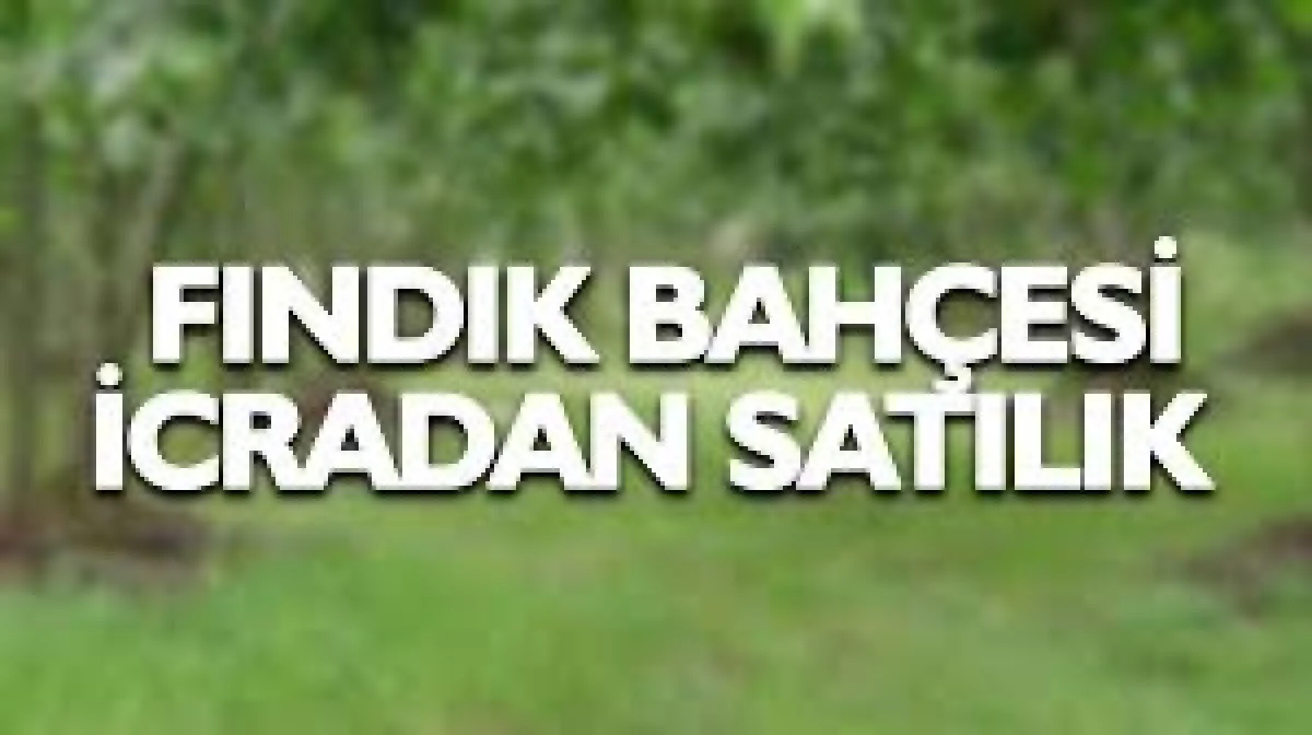 Ak&ccedil;akoca'da 11442m&sup2; fındık bah&ccedil;esi icradan satılacak