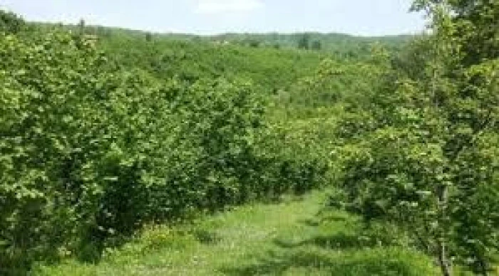 Ak&ccedil;akoca'da 15.993 m&sup2; fındık bah&ccedil;esi icradan satılıktır