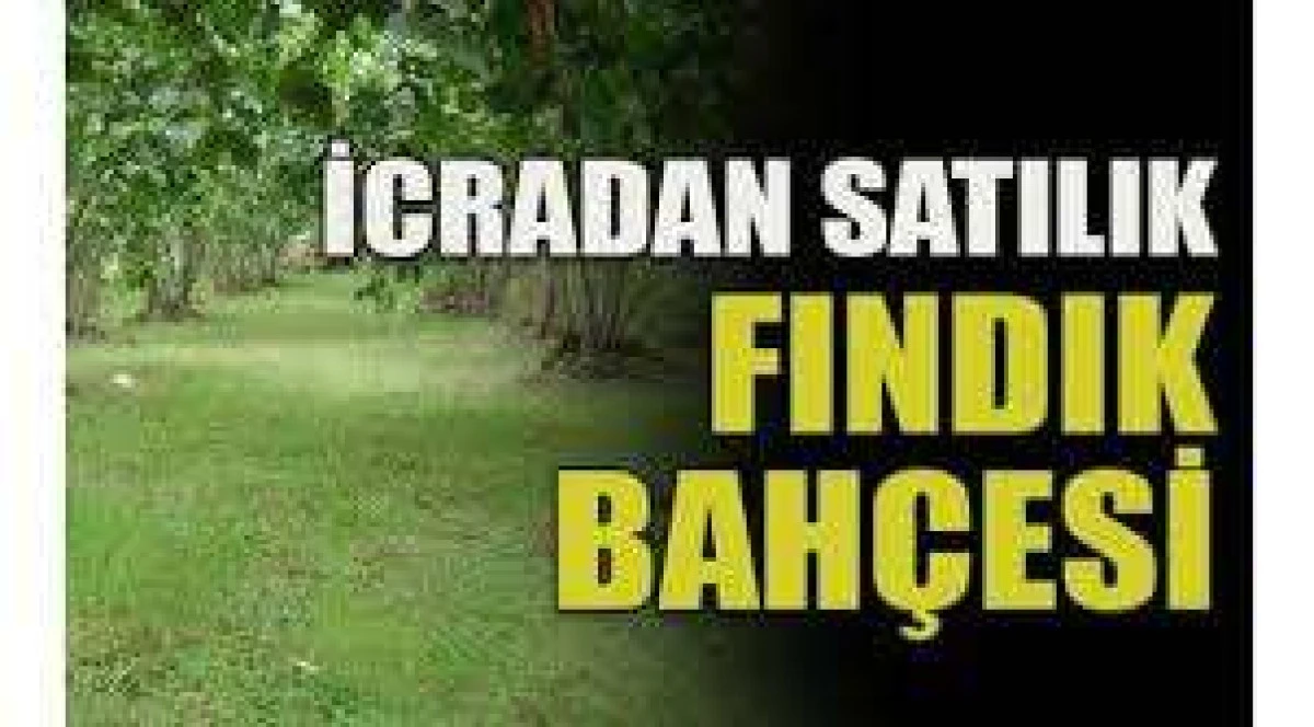 Ak&ccedil;akoca'da 3 fındık bah&ccedil;esi icradan satılacaktır
