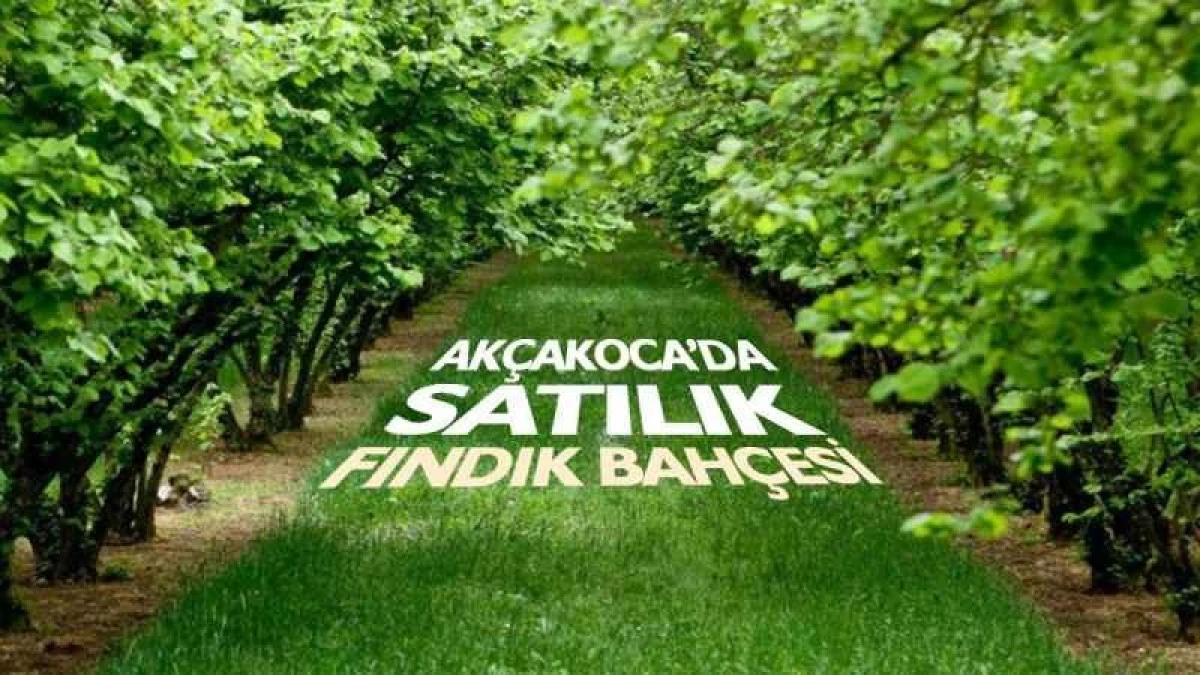 Ak&ccedil;akoca'da 3110m&sup2; fındık bah&ccedil;esi mahkemeden satılacak