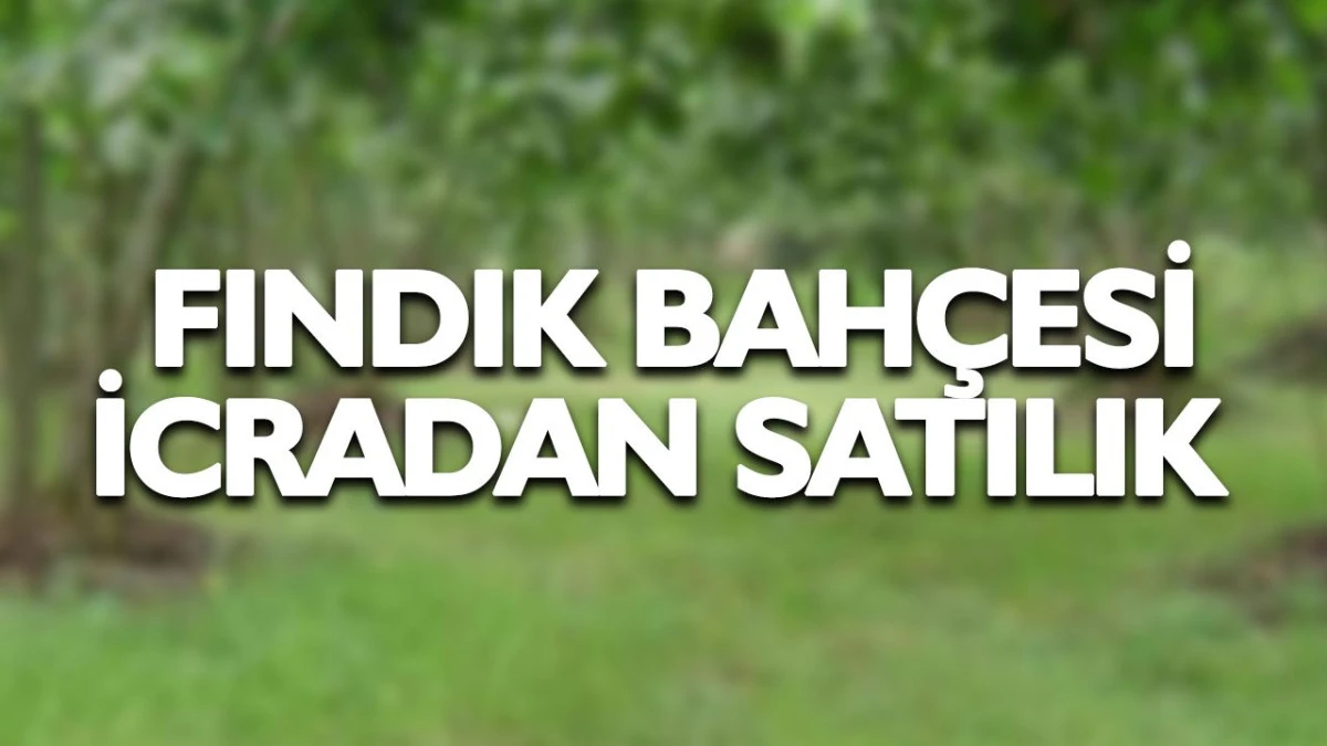 Ak&ccedil;akoca'da 4693m&sup2; fındık bah&ccedil;esi icradan satılacak