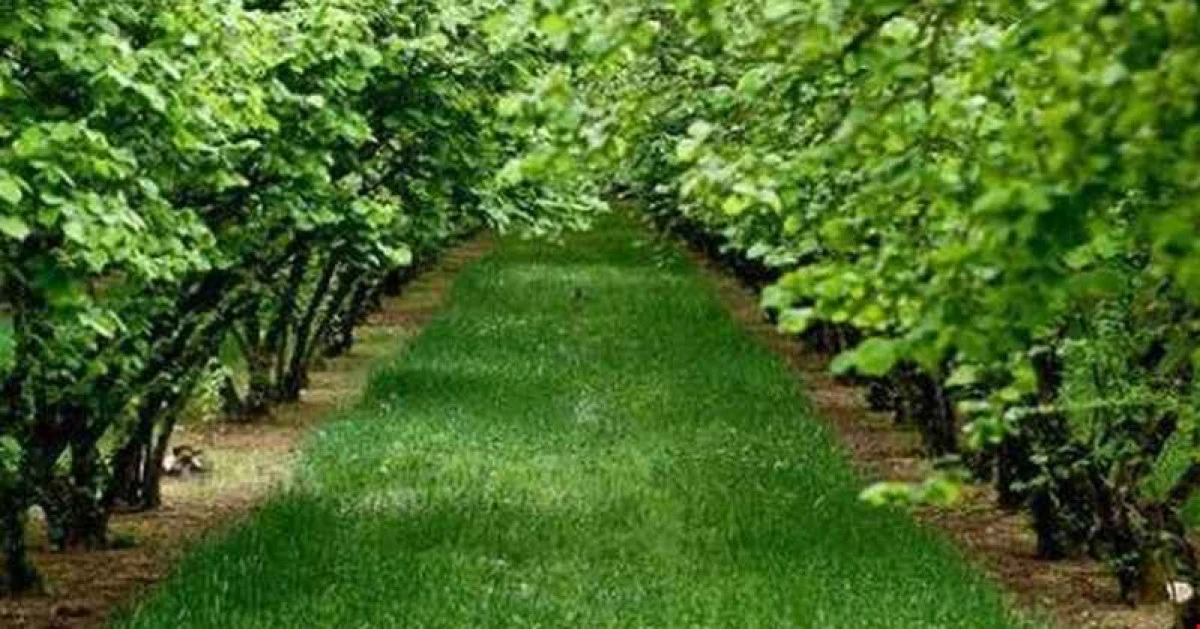 Akçakoca'da 6.317,61 m² bahçe mahkemeden satılıktır