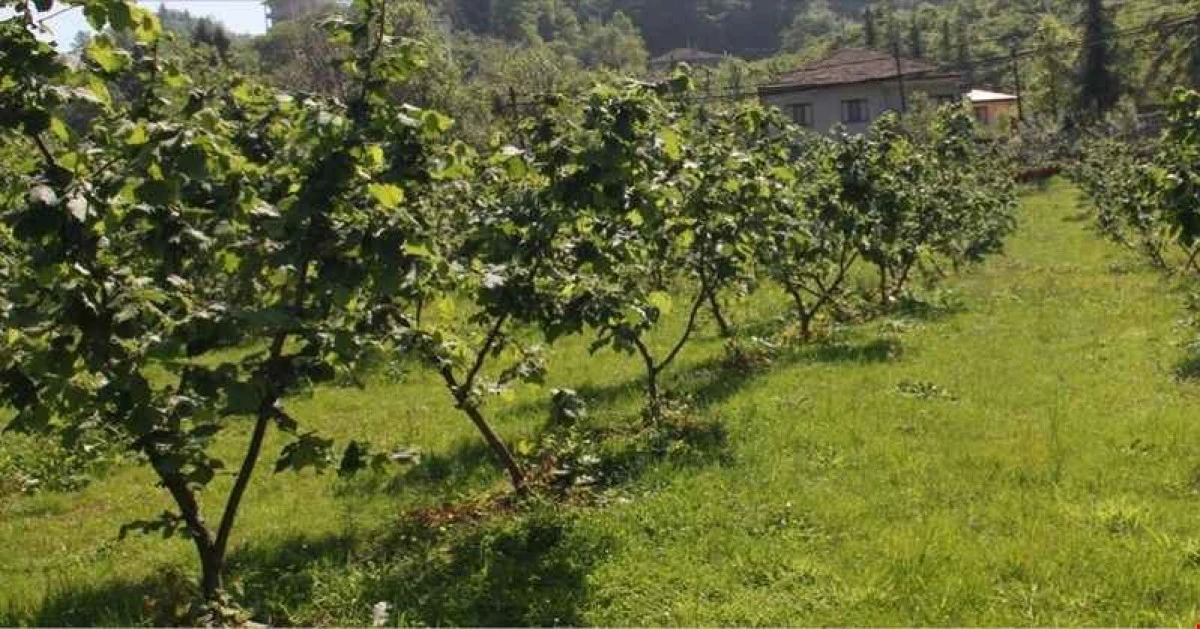 Akçakoca'da 9.774,04 m2 bahçe icradan satılıktır