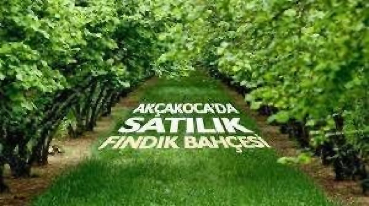 Akçakoca'da fındık bahçesi mahkemeden satılıktır