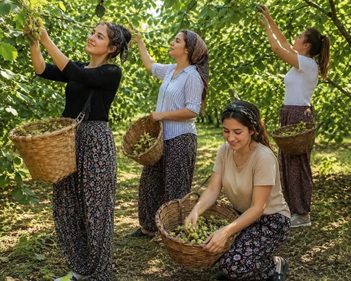Ak&ccedil;akoca&rsquo;da Fındık &Uuml;reticisine M&uuml;jde