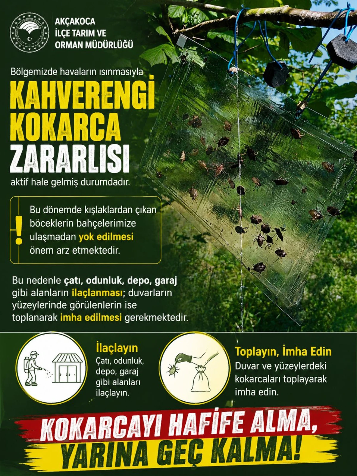 Ak&ccedil;akoca&rsquo;da Kahverengi Kokarca Alarmı