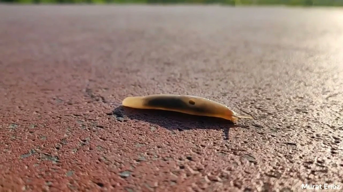 AK&Ccedil;AKOCA&rsquo;DA YAĞIŞ SONRASI S&Uuml;M&Uuml;KL&Uuml;B&Ouml;CEK HAREKETLİLİĞİ: VATANDAŞLAR TEDİRGİN