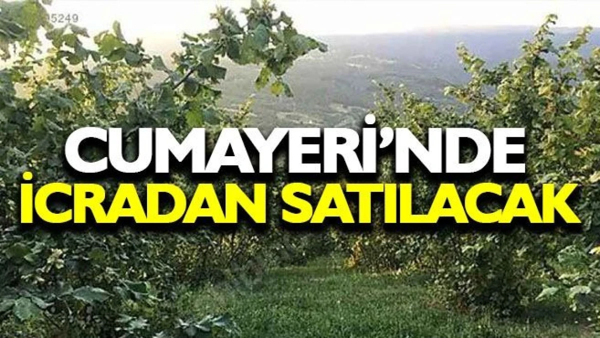 Cumayeri'nde 1.474 m2 fındık bah&ccedil;esi icradan satılacak