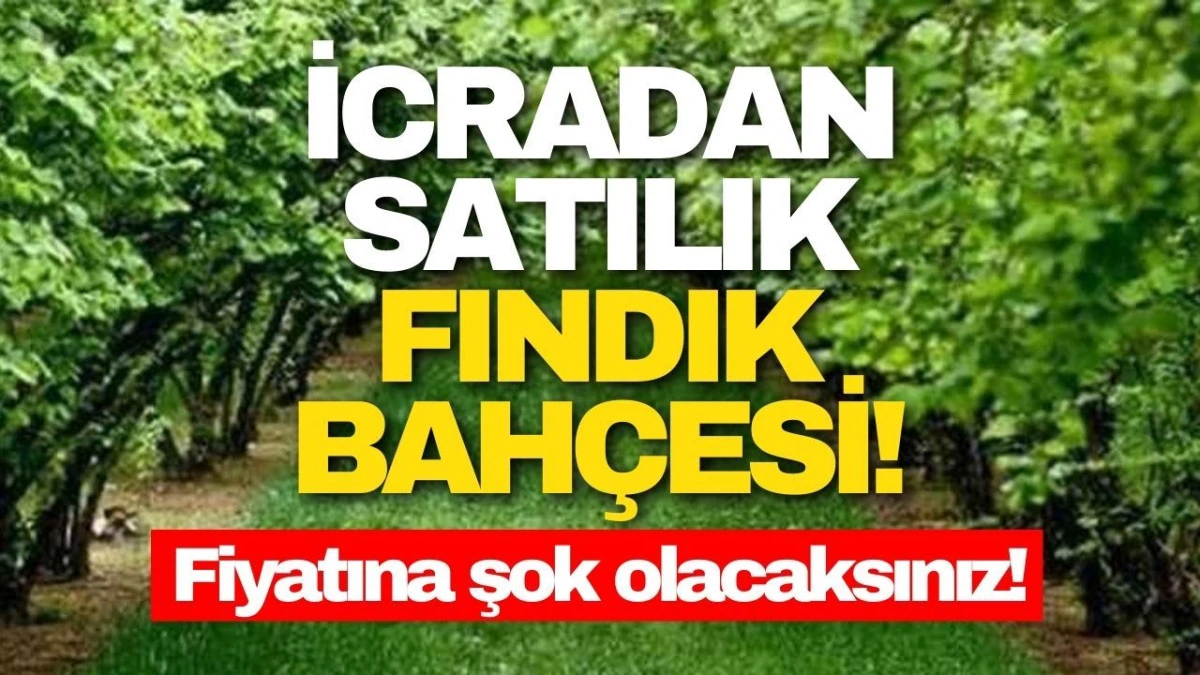 Cumayeri'nde 535m&sup2; fındık bah&ccedil;esi icradan satılacak