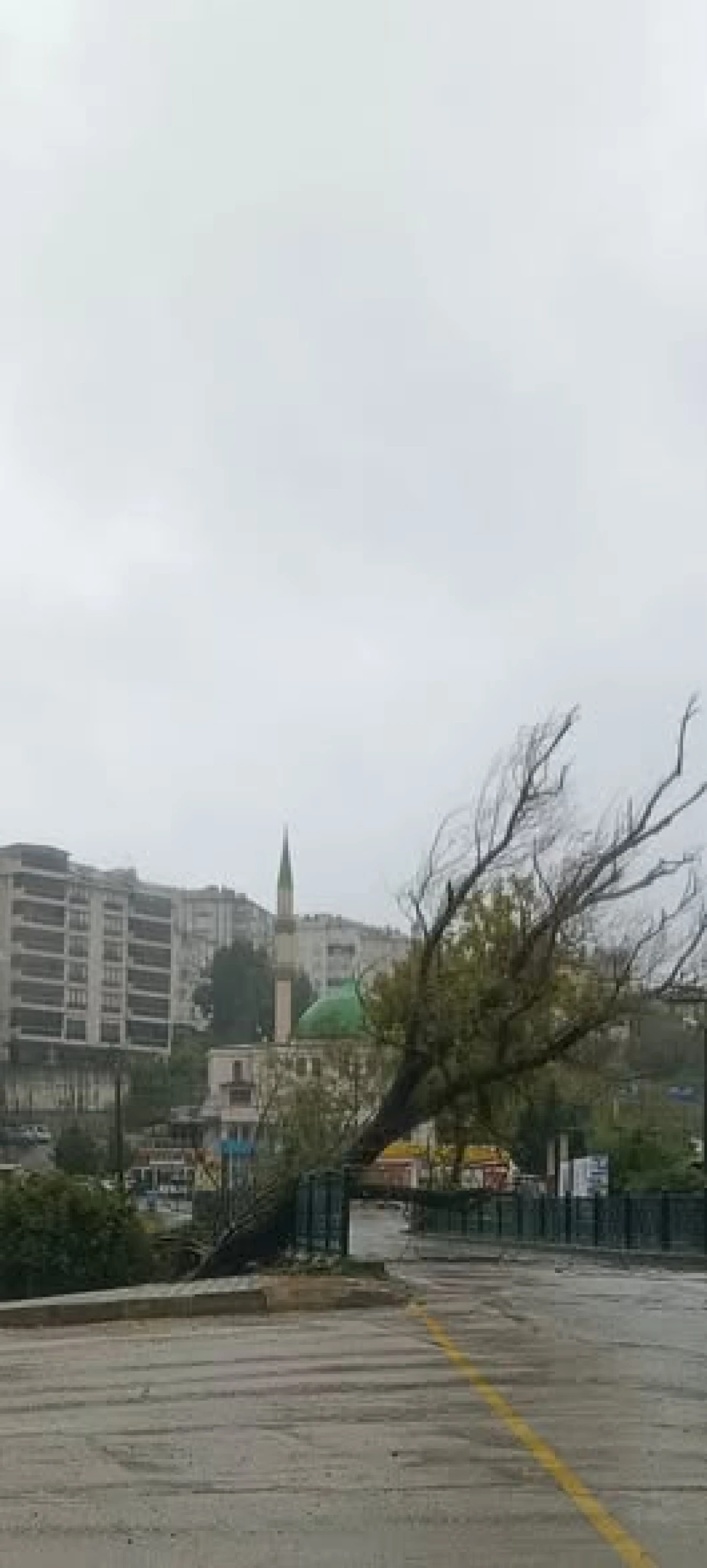 DEVRİLEN AĞACA BELEDİYEDEN ANINDA M&Uuml;DAHALE!