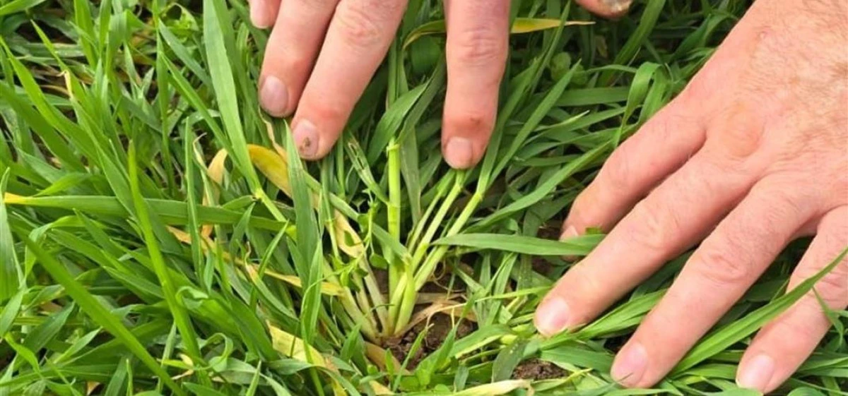 D&Uuml;ZCE DE FENOLOJİK G&Ouml;ZLEM &Ccedil;ALIŞMALARI