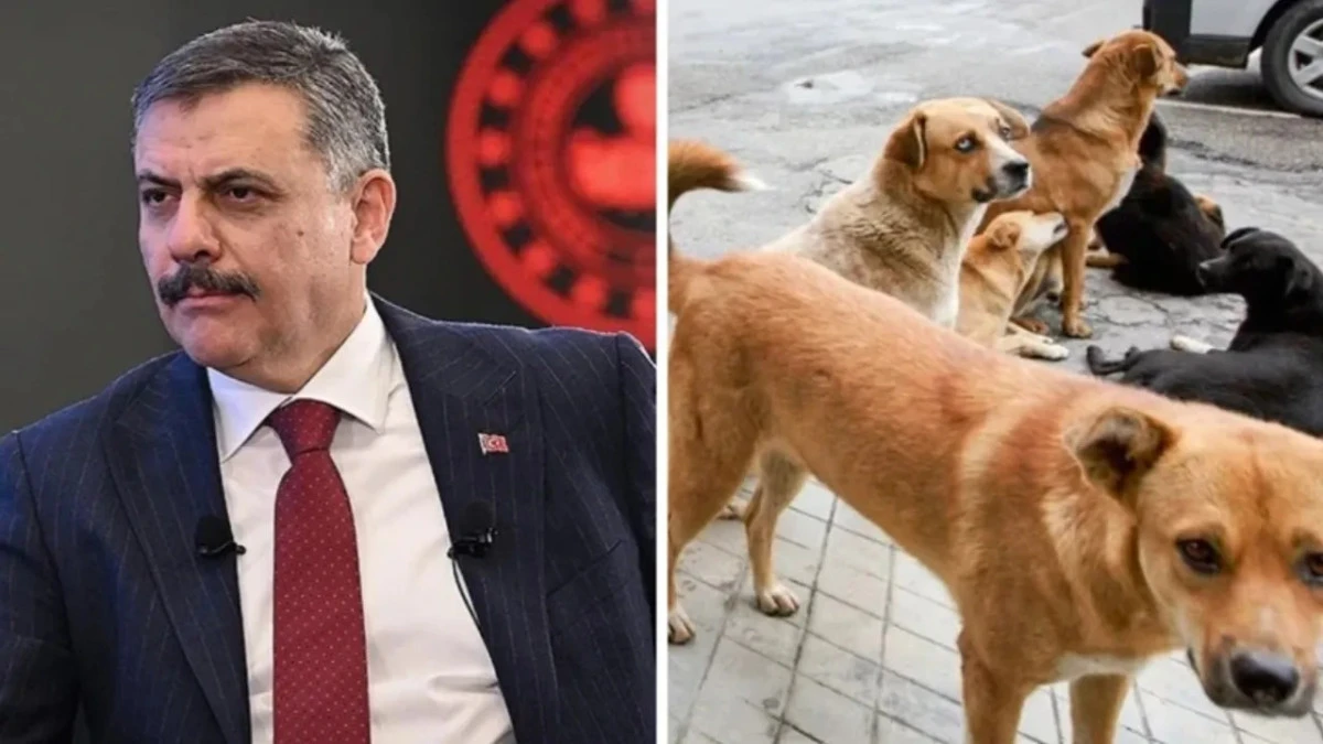 D&uuml;zce de Yılbaşına Kadar T&uuml;m Sokak K&ouml;pekleri Barınaklara Toplanacak