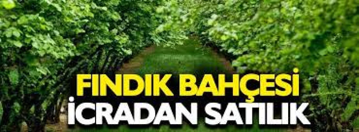 D&uuml;zce'de 25000m&sup2; fındık bah&ccedil;esi mahkemeden satılacak 