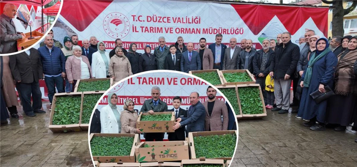 D&Uuml;ZCE&rsquo;DE 300 &Uuml;RETİCİYE 110 BİN ADET FİDE DAĞITILDI