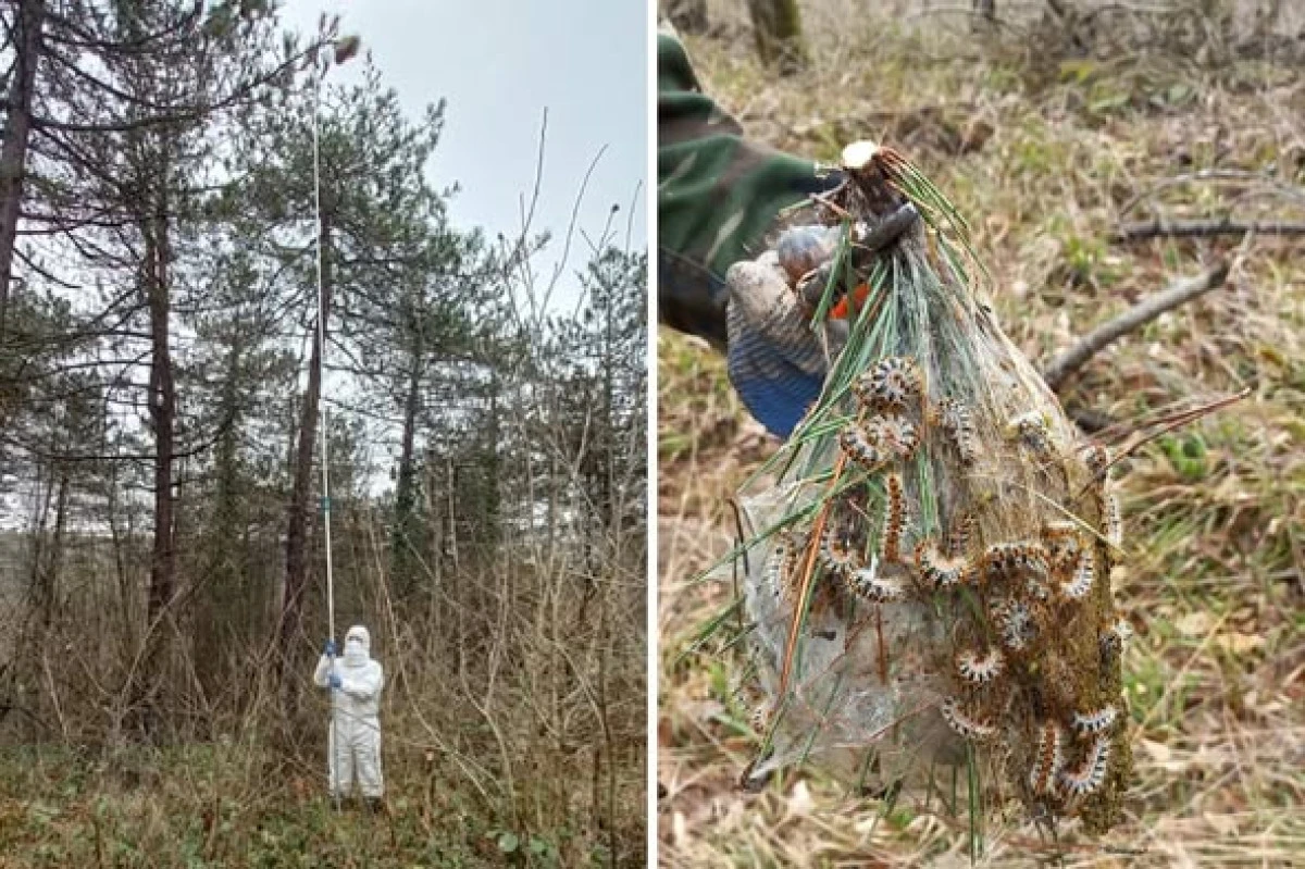 D&uuml;zce&rsquo;de &ccedil;am kese b&ouml;ceğiyle m&uuml;cadele başladı.
