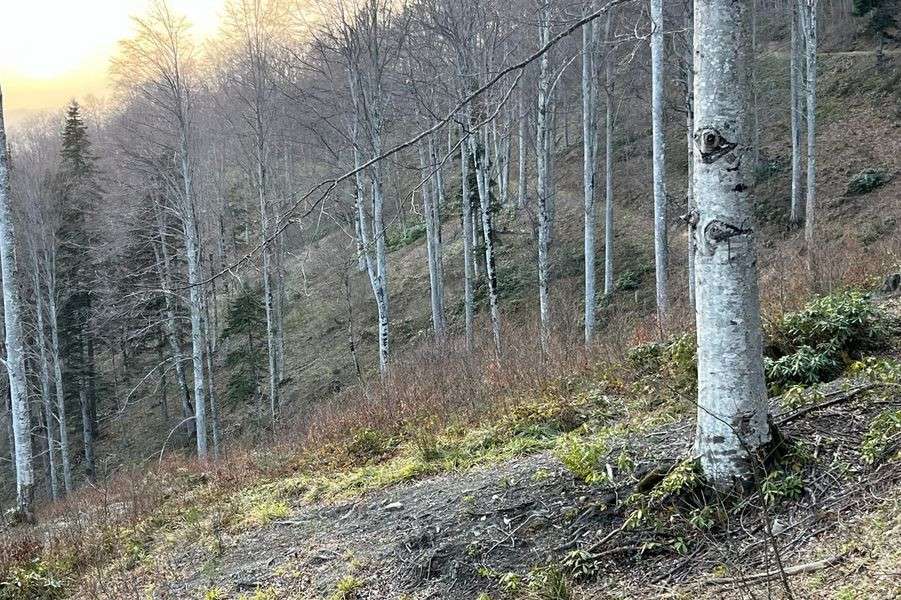 Düzce’de gençleştirme sahaları kontrol edildi.