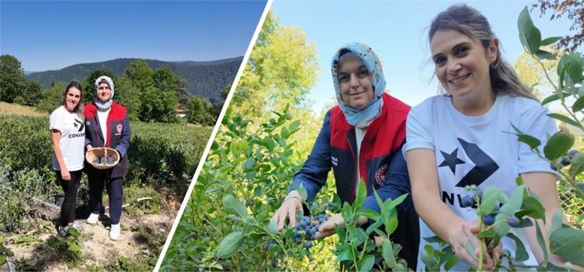 D&Uuml;ZCE&rsquo;DE YABAN MERSİNİ &Uuml;RETİMİ YAYGINLAŞIYOR