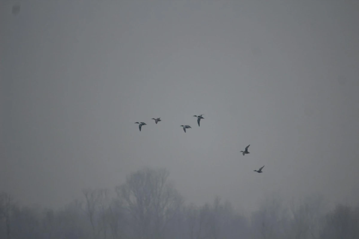 Efteni G&ouml;l&uuml;&rsquo;nde Kuş Sayımı Yapıldı