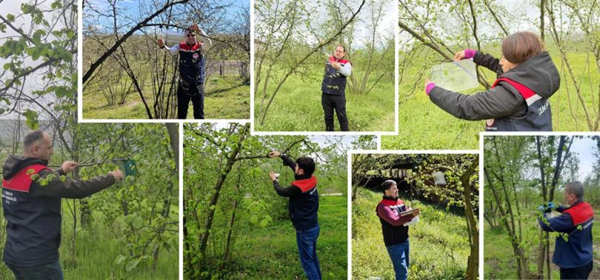 FINDIK BAH&Ccedil;ELERİNDE TAKİP &Ccedil;ALIŞMALARI BAŞLADI