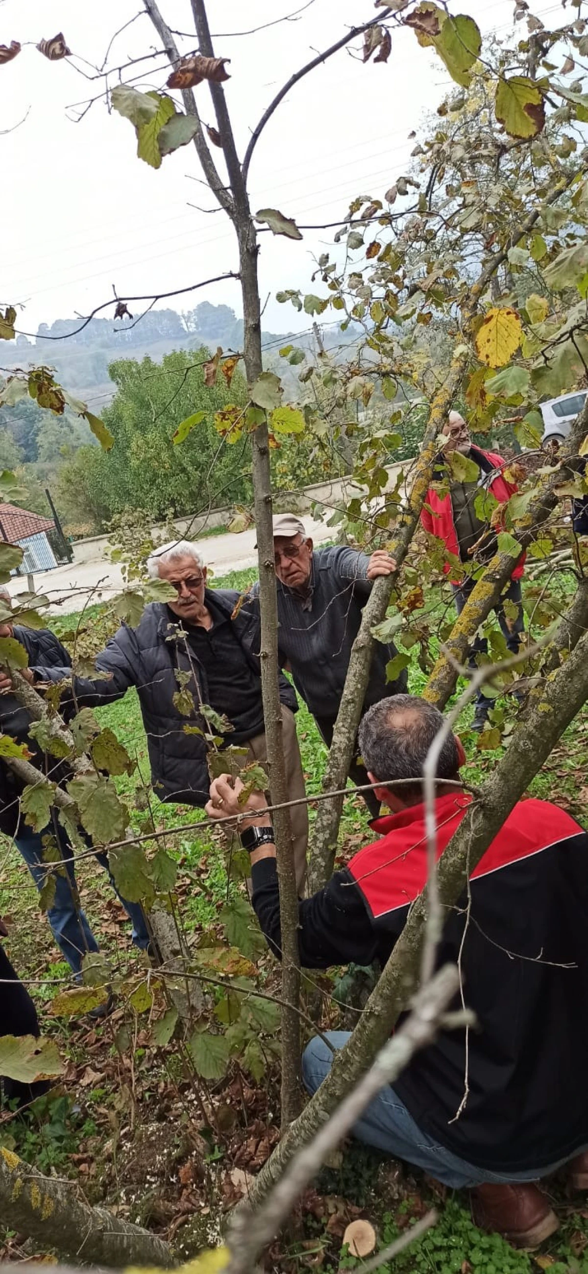Fındık Budama Eğitimi Düzenlendi