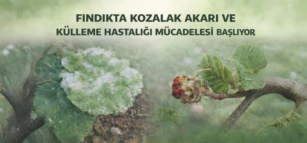 FINDIKTA KOZALAK AKARI VE K&Uuml;LLEME HASTALIĞINA KARŞI M&Uuml;CADELE BAŞLIYOR