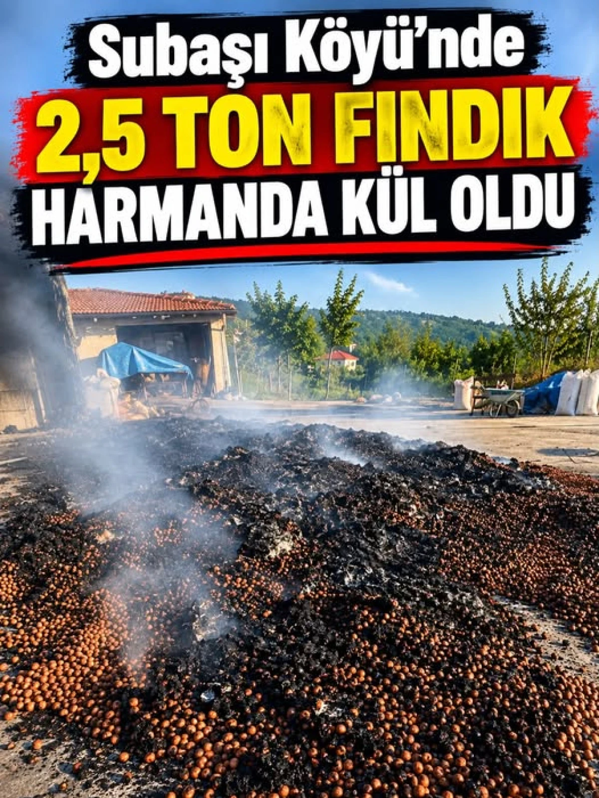 GECENİN SICAK HABERİ-SUBAŞI K&Ouml;Y&Uuml;&rsquo;NDE 2,5 TON FINDIK K&Uuml;L OLDU! 