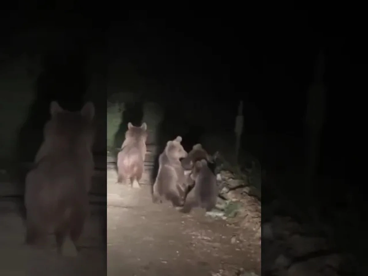 (G&ouml;r&uuml;nt&uuml;l&uuml;) AK&Ccedil;AKOCA&rsquo;DA AYI VE 3 YAVRUSU G&Ouml;R&Uuml;NT&Uuml;LENDİ