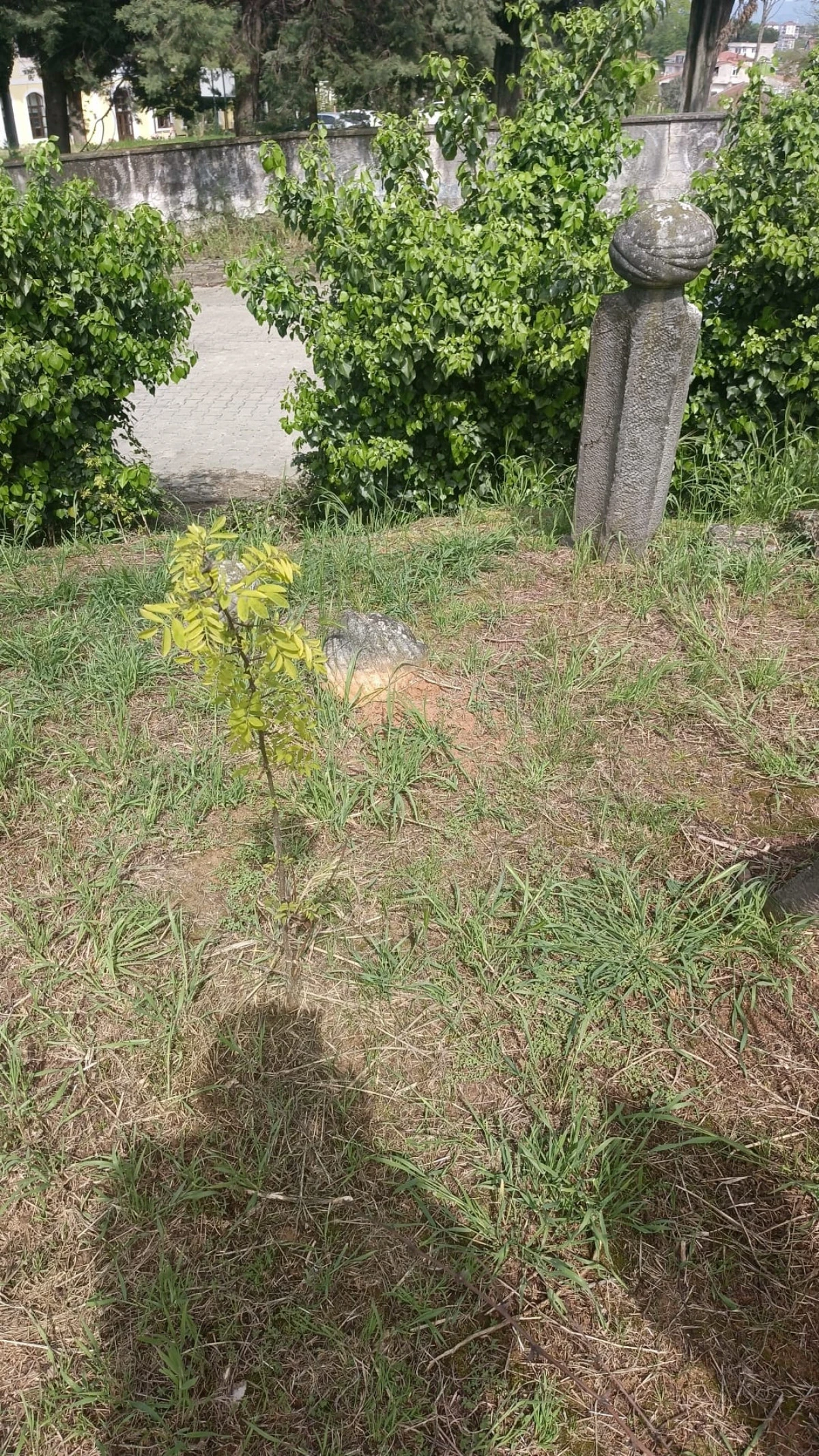 G&ouml;r&uuml;nt&uuml;l&uuml;) Ak&ccedil;akoca&rsquo;nın Tarihi Mirası Sessizliğe Terk Edildi