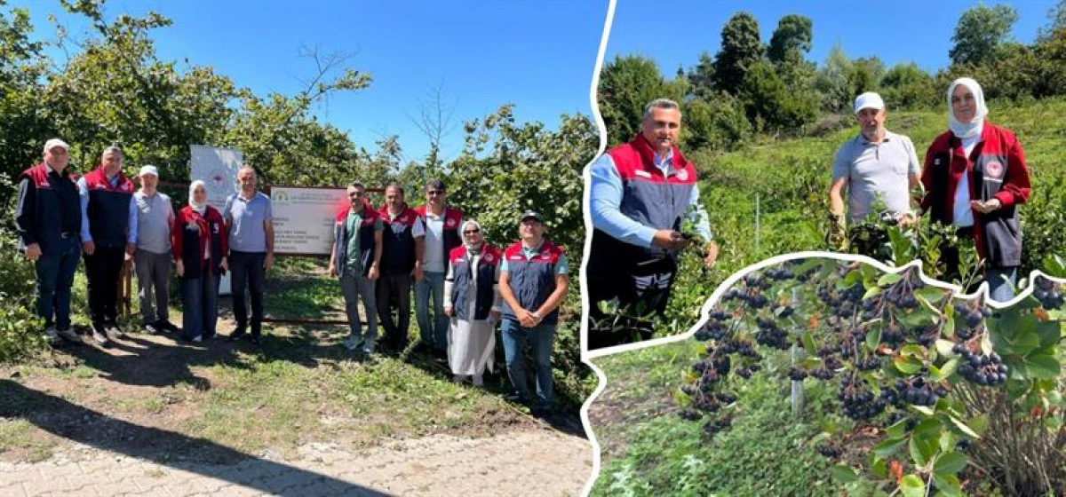 KAYNAŞLI&rsquo;DA ARONYA BAH&Ccedil;ESİNE ZİYARET
