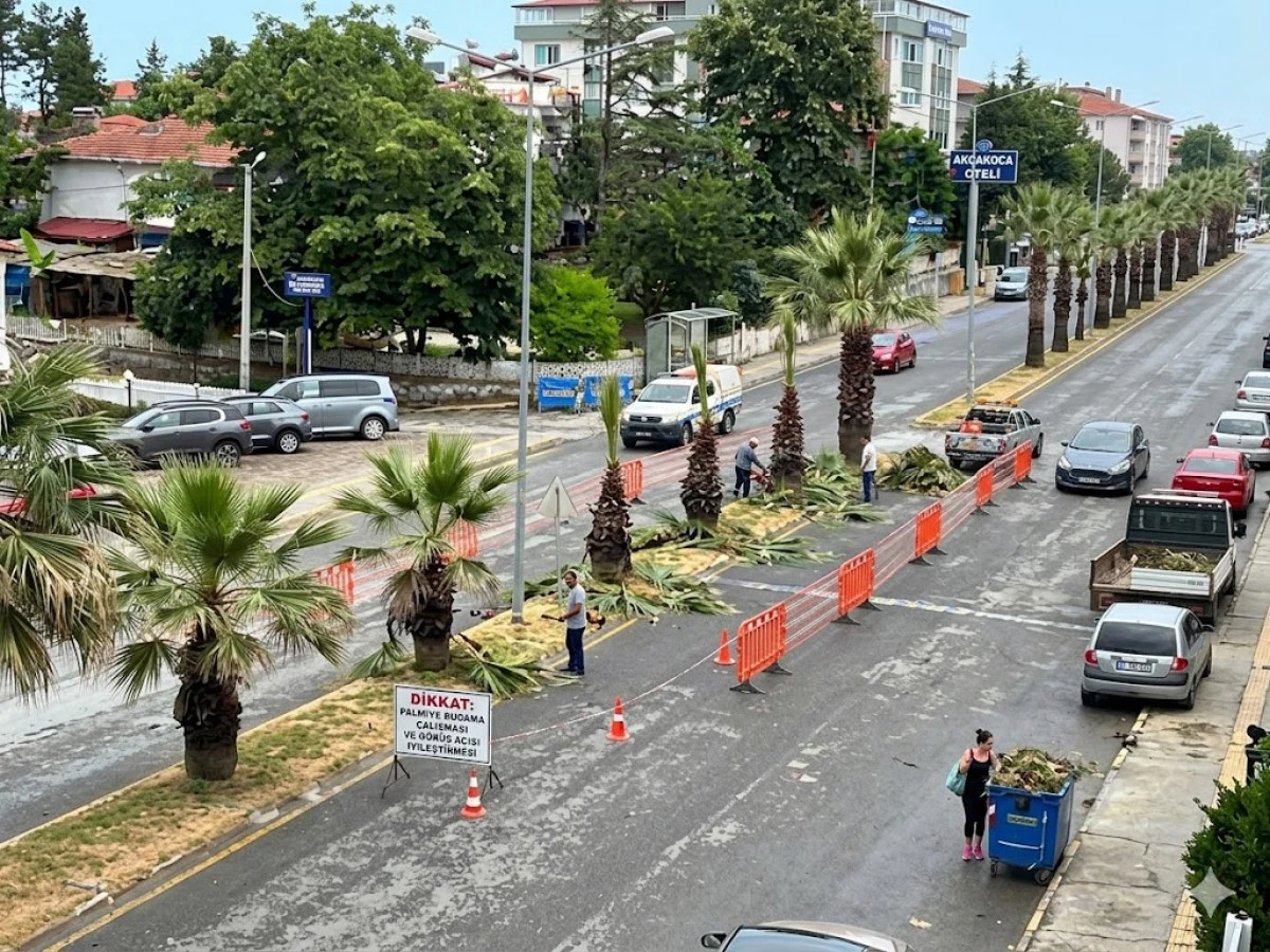 KAZALARA DAVETİYE &Ccedil;IKARAN PALMİYELER SONUNDA BUDANIYOR!