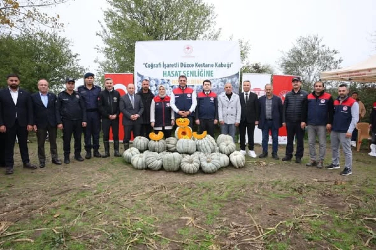 KESTANE KABAĞINDA HASAT BAŞLADI