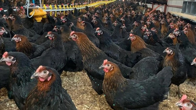 Köy yumurtası için yerli tavuk dağıtılacak