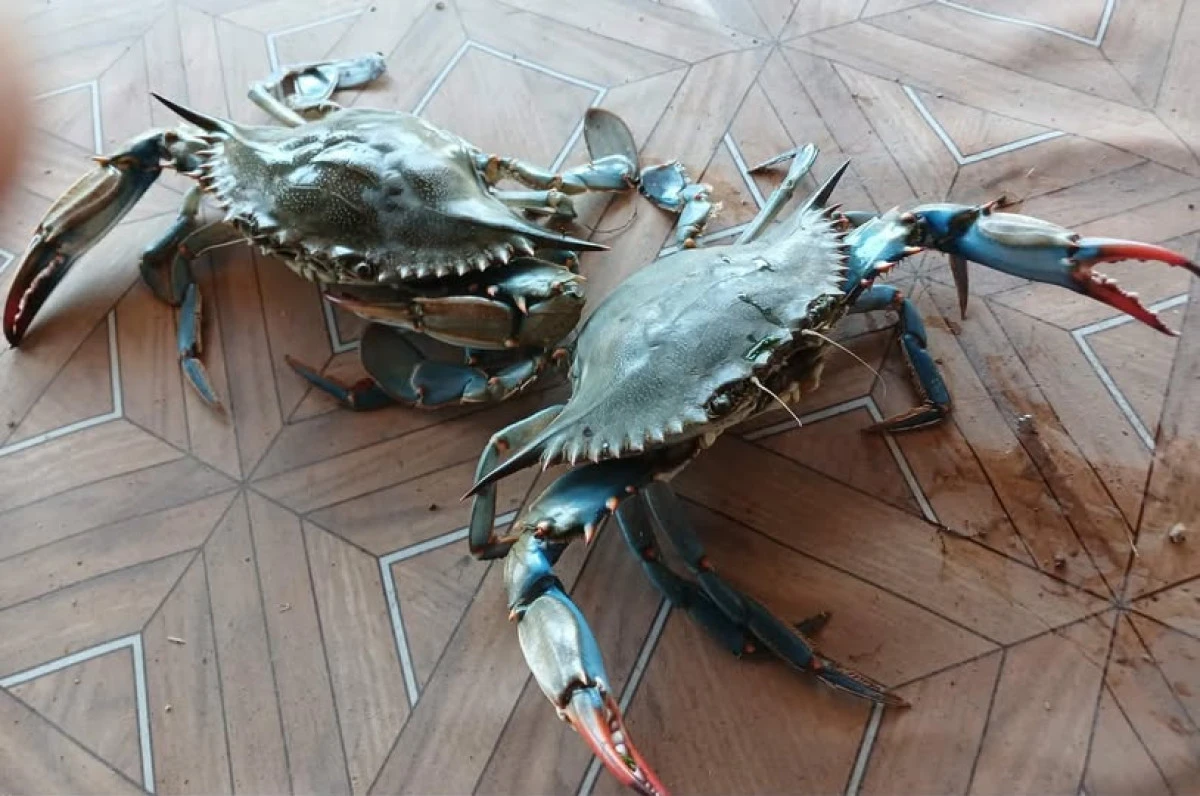 Mavi Yenge&ccedil;ler Ak&ccedil;akoca'da...