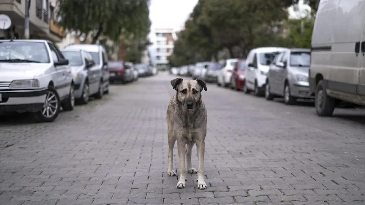 Sahipsiz hayvanlar i&ccedil;in m&uuml;fettişler 81 ilde sahada