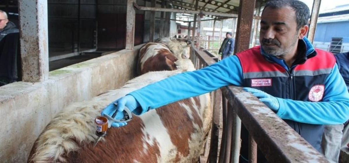 ŞAP HASTALIĞINA KARŞI SAHADA YOĞUN M&Uuml;CADELE S&Uuml;RD&Uuml;R&Uuml;L&Uuml;YOR