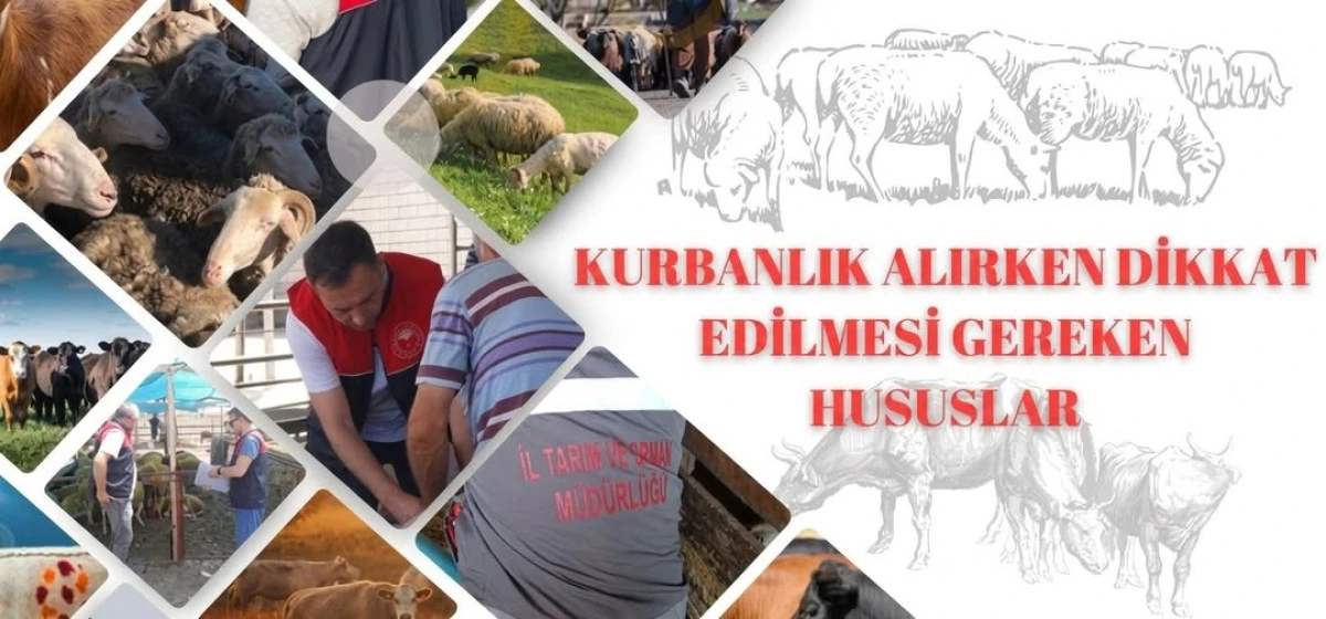 SON DAKİKA-KURBANLIK SE&Ccedil;ERKEN NELERE DİKKAT EDİLMELİ