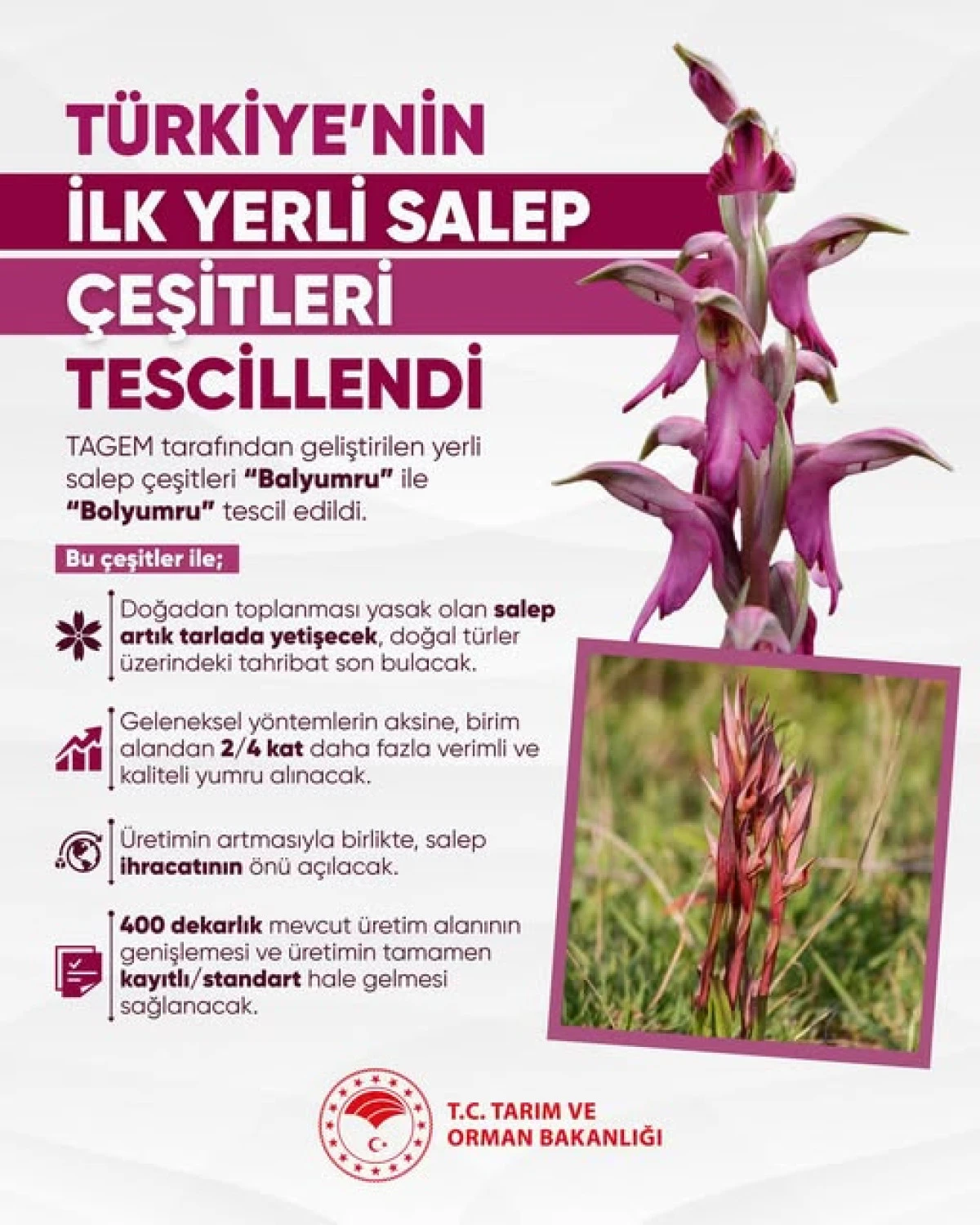 Tarımda Devrim: T&uuml;rkiye&rsquo;nin İlk Yerli Salep &Ccedil;eşitleri "Balyumru" ve "Bolyumru" Tescillendi!