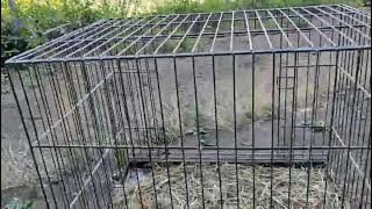 (G&ouml;r&uuml;nt&uuml;l&uuml;) Tedavilerinin Ardından Doğaya Salındı