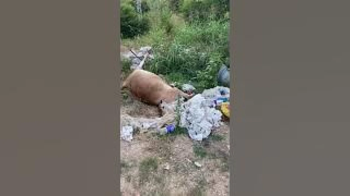 Telef olan dana leşi dere kenarına bırakıldı, tepki gecikmedi..