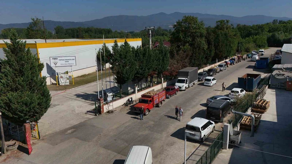 TMO&rsquo;NUN 2026 YILI FINDIK ALIMLARI D&Uuml;ZCE&rsquo;DE BAŞLADI