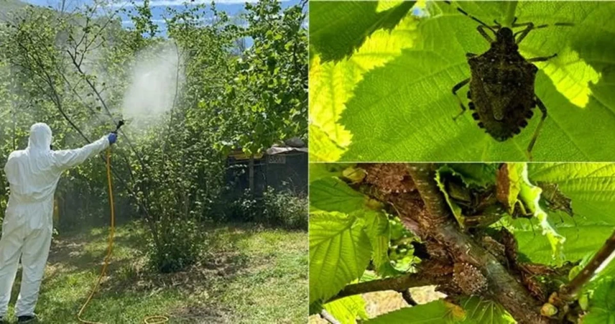 UĞURLU K&Ouml;Y&Uuml;&rsquo;NDE KAHVERENGİ KOKARCA M&Uuml;CADELESİ KAPSAMINDA İLA&Ccedil; DAĞITIMI YAPILACAK